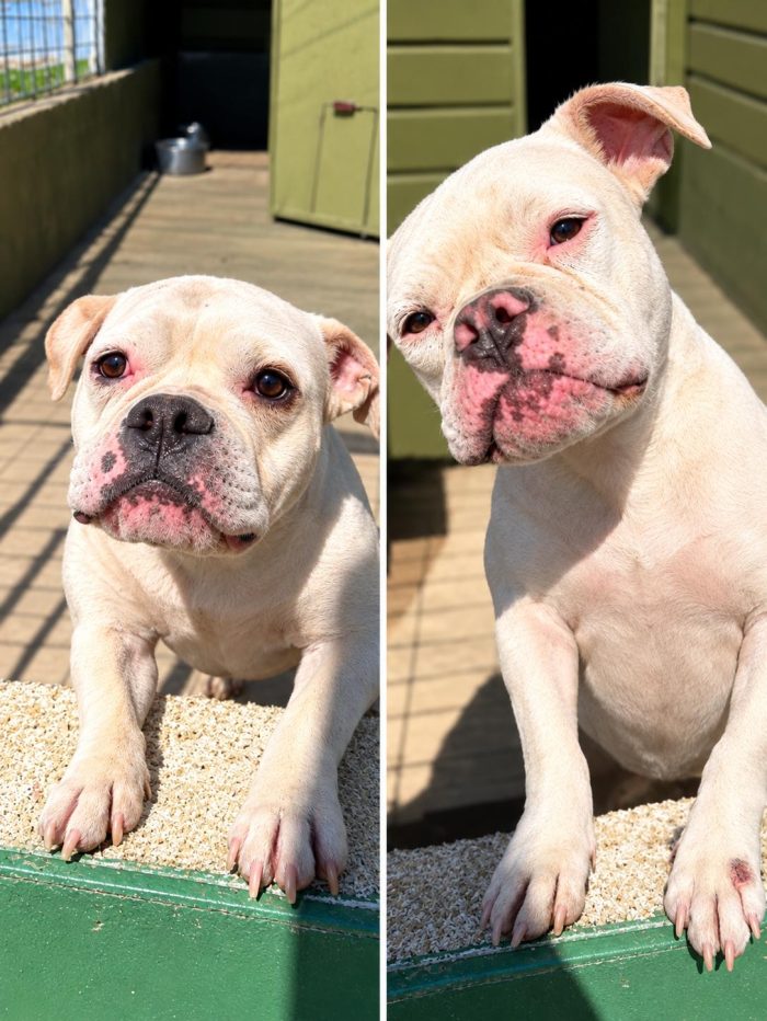tre cuccioloni di americanbully in adozione - media 4
