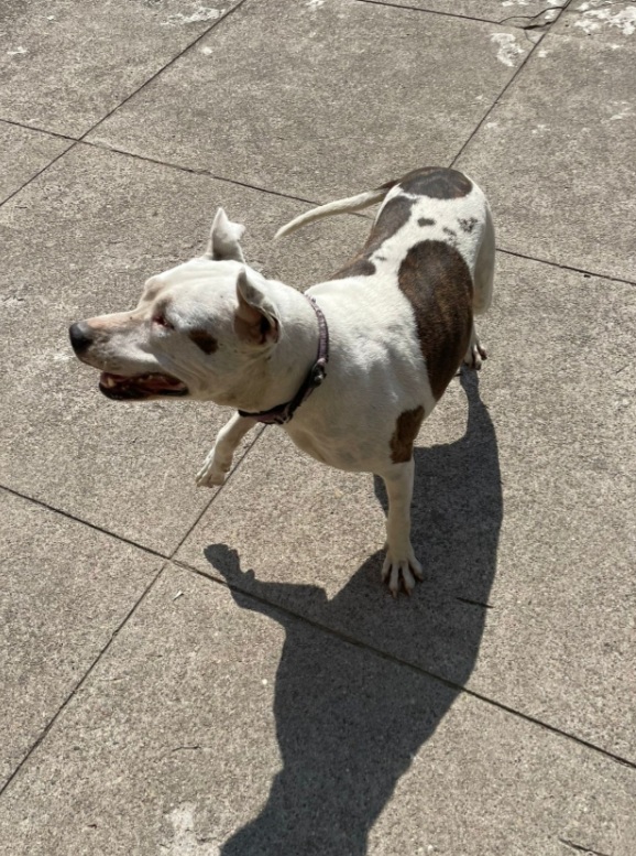 Pitbull adulta salvata conciata anni fa, ha perso 1 occhietto.CREMONA