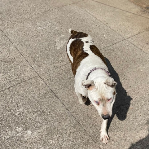 Pitbull adulta salvata conciata anni fa, ha perso 1 occhietto.CREMONA - media 6