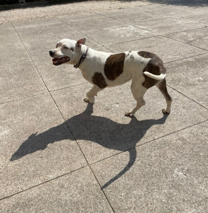 Pitbull adulta salvata conciata anni fa, ha perso 1 occhietto.CREMONA