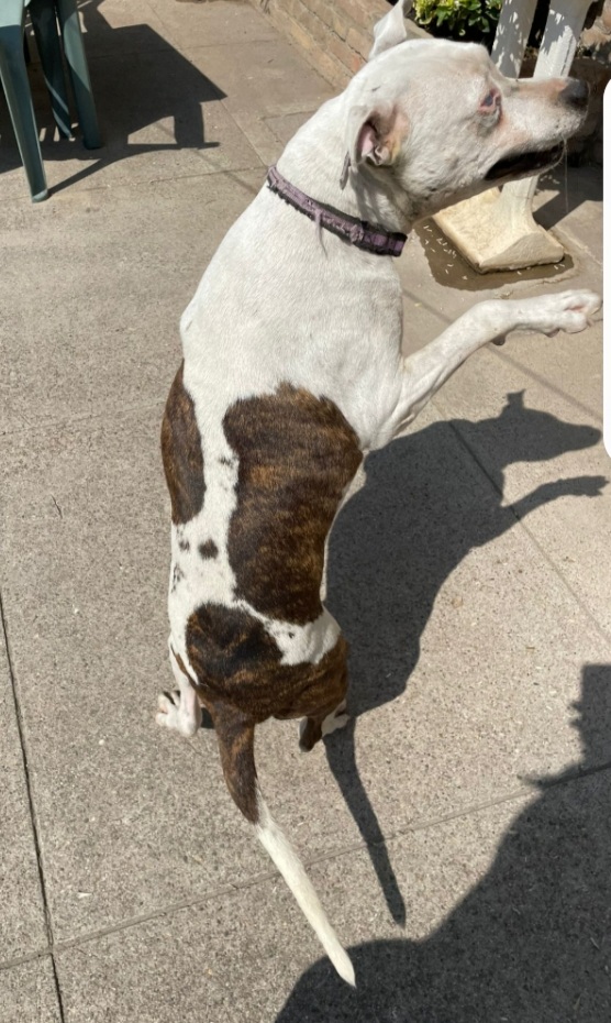 Pitbull adulta salvata conciata anni fa, ha perso 1 occhietto.CREMONA - media 4