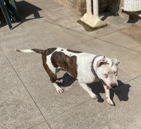 Pitbull adulta salvata conciata anni fa, ha perso 1 occhietto.CREMONA - media 5