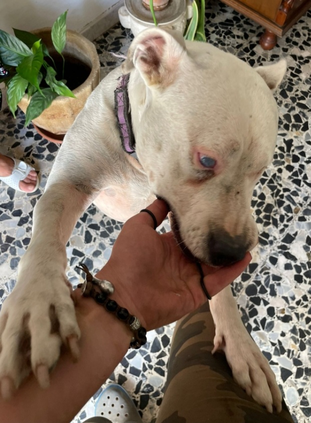Pitbull adulta salvata conciata anni fa, ha perso 1 occhietto.CREMONA