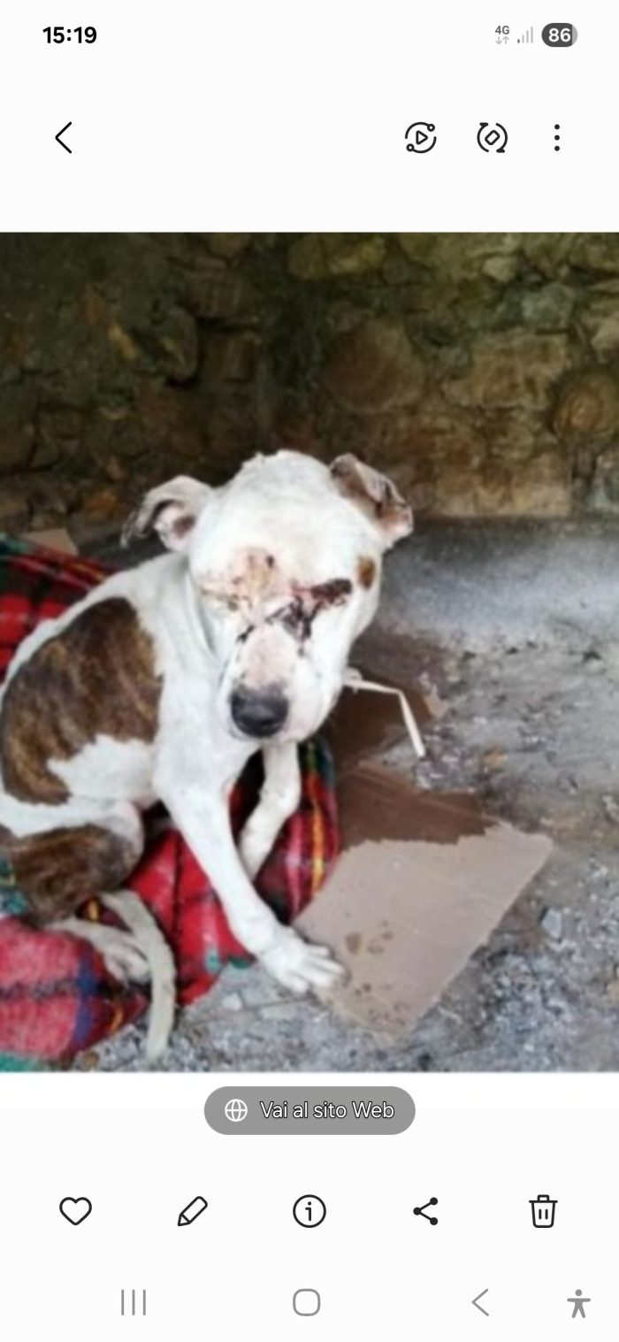 Pitbull adulta salvata conciata anni fa, ha perso 1 occhietto.CREMONA - media 7