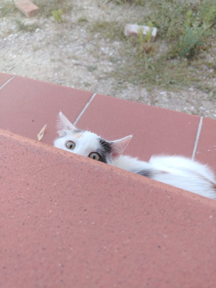 Nana la gattina cerca casa