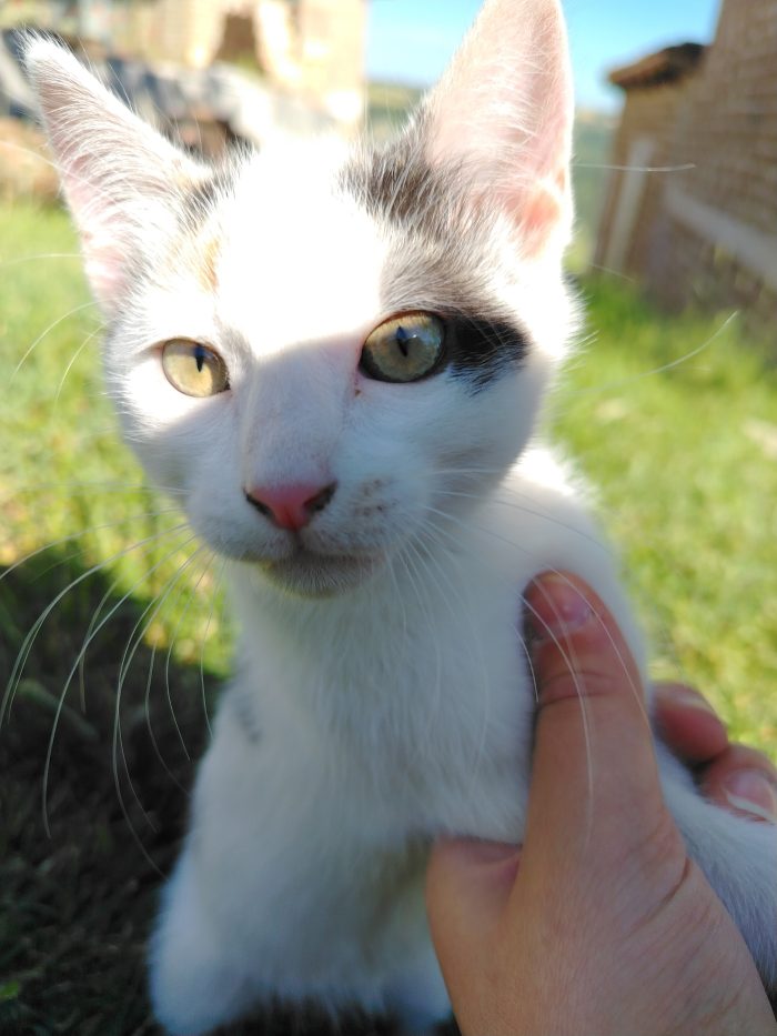 Nana la gattina cerca casa