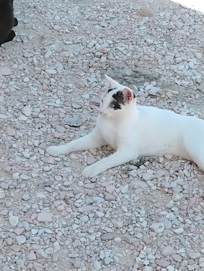 Nana la gattina cerca casa