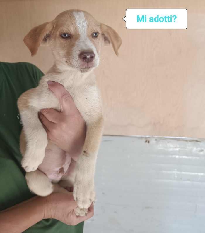 Aron cucciolo bellissimo