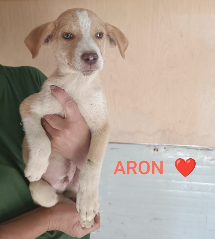Aron cucciolo bellissimo