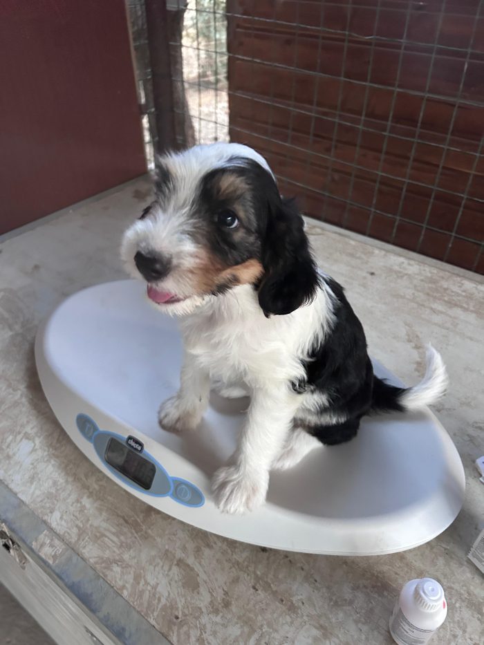 OSCAR cerca casa