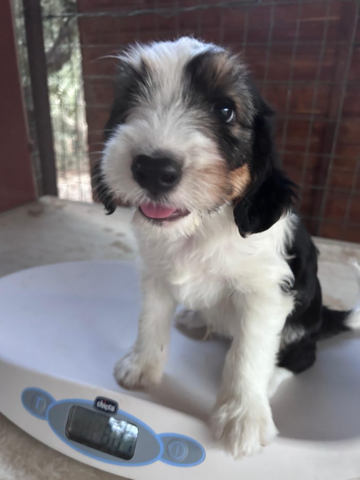 OSCAR cerca casa