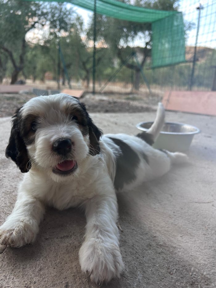 BIJOU cerca casa prima dell'inverno