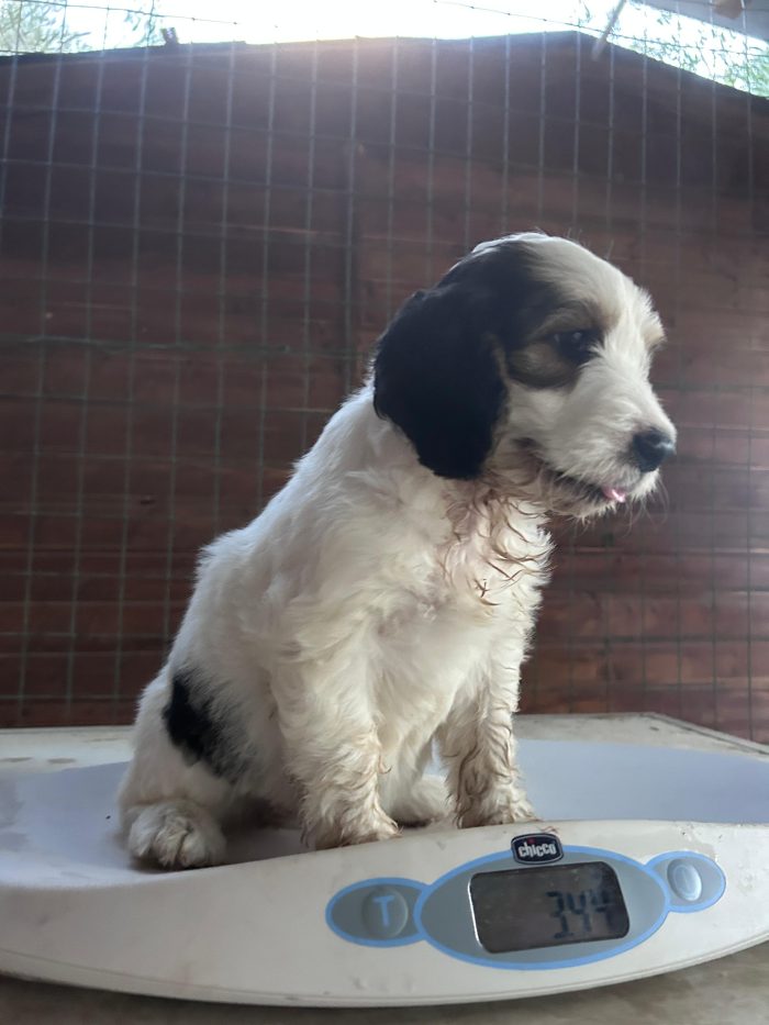 BIJOU cerca casa prima dell'inverno - media 4