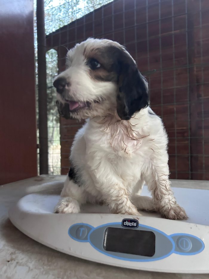 BIJOU cerca casa prima dell'inverno - media 6