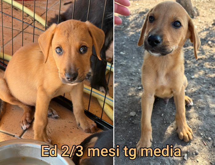 Cuccioli soli ed esclusi
