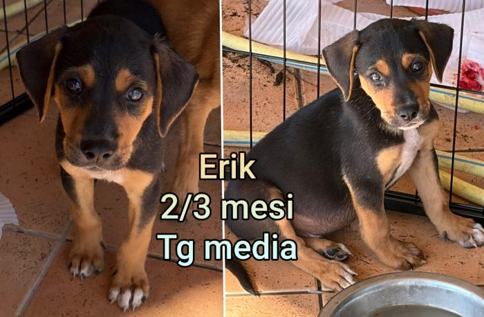 Cuccioli soli ed esclusi - media 4