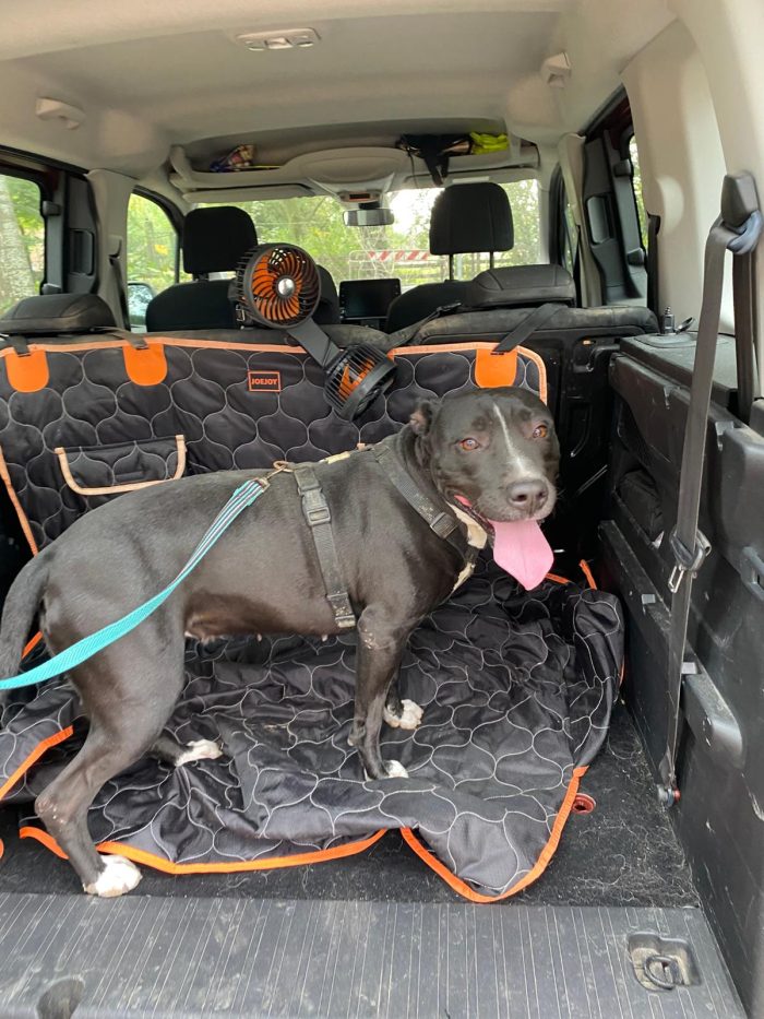 Pitbull(o simil)5anni femmina SUPER BUONA VIVE IN BOX H 24 MANTOVA - media 4