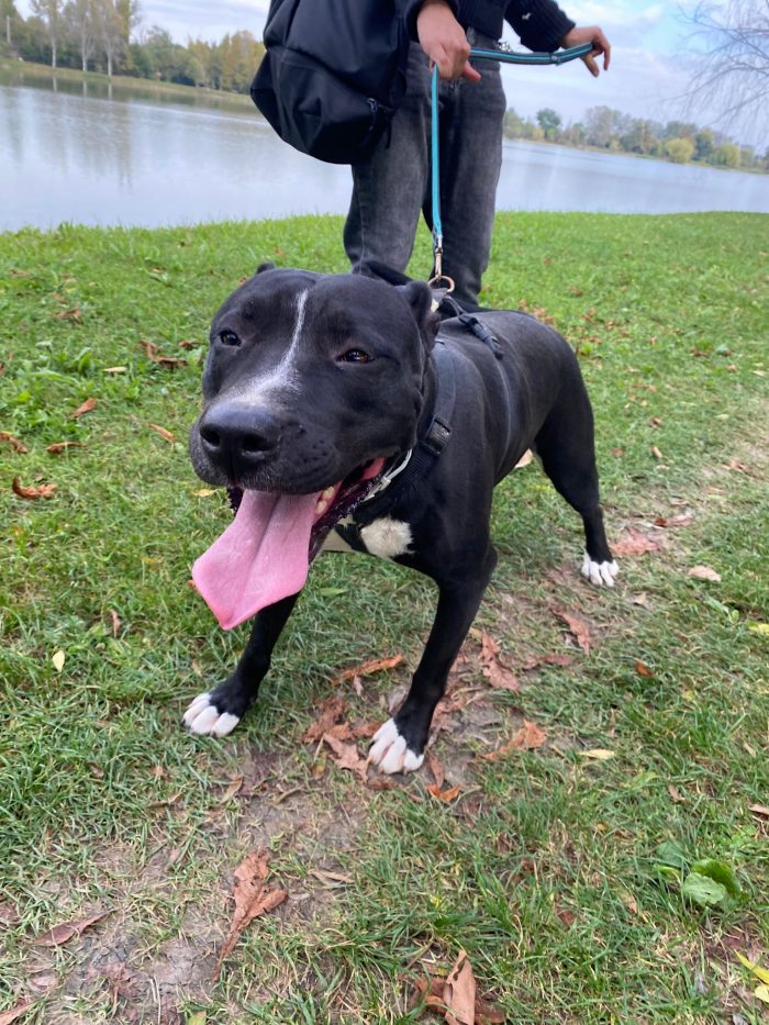 Pitbull(o simil)5anni femmina SUPER BUONA VIVE IN BOX H 24 MANTOVA