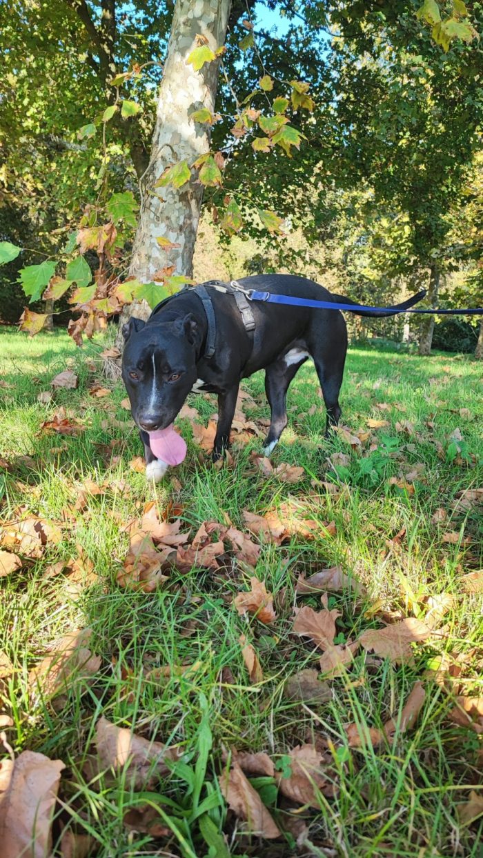 Pitbull(o simil)5anni femmina SUPER BUONA VIVE IN BOX H 24 MANTOVA