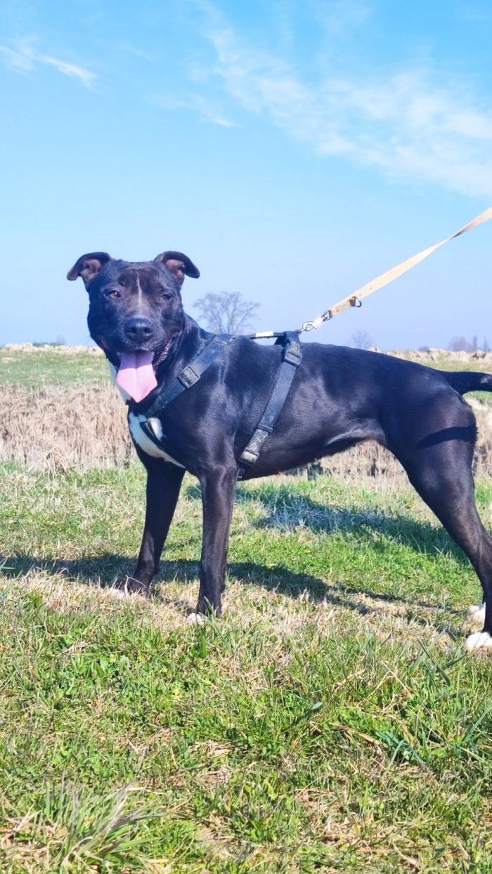 Pitbull(o simil)5anni femmina SUPER BUONA VIVE IN BOX H 24 MANTOVA