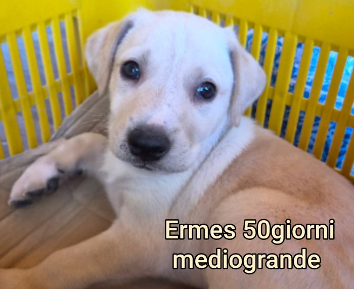 Cuccioli di 2 e 3 mesi