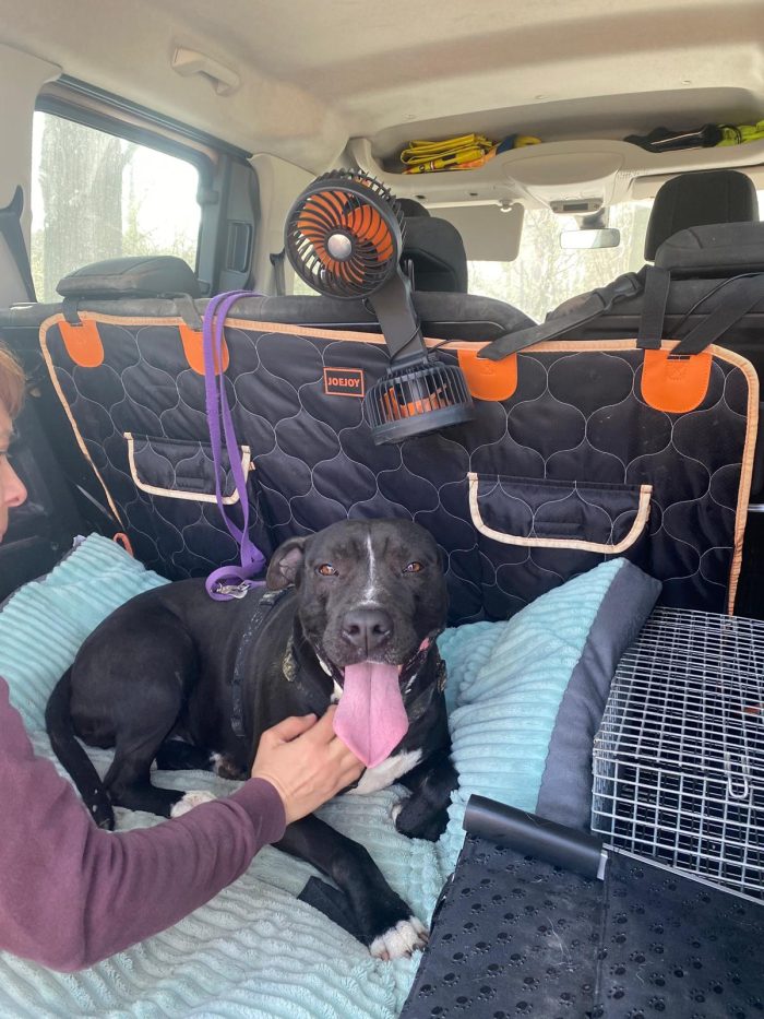 Pitbull(o simil)5anni femmina SUPER BUONA VIVE IN BOX H 24 MANTOVA - media 5