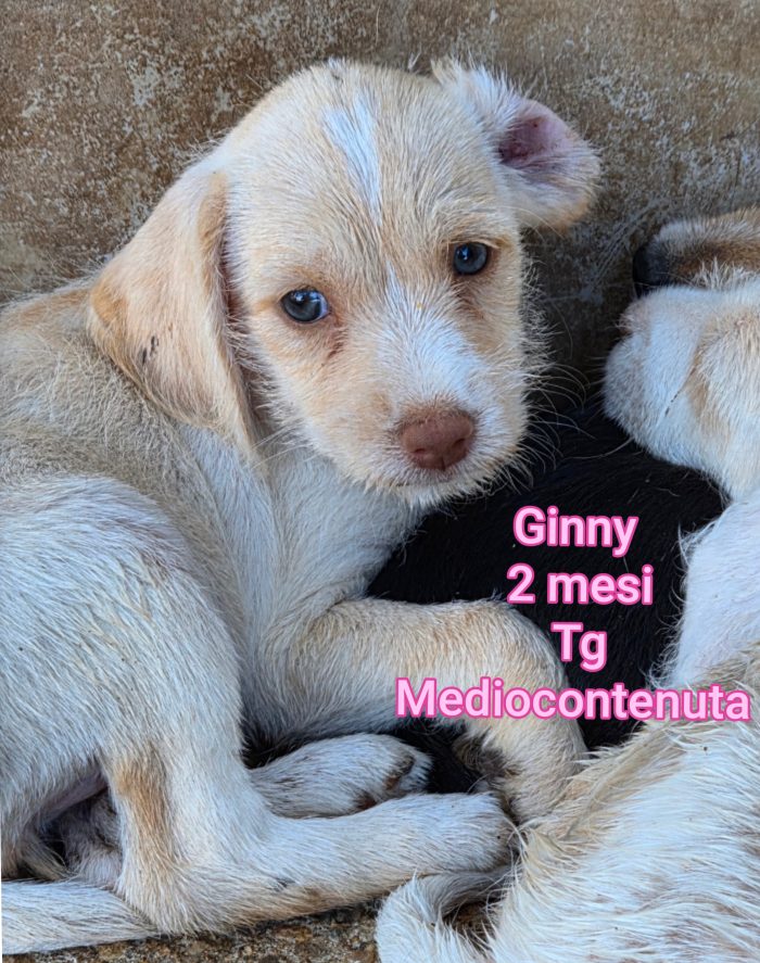 Cuccioli di 2 e 3 mesi - media 7