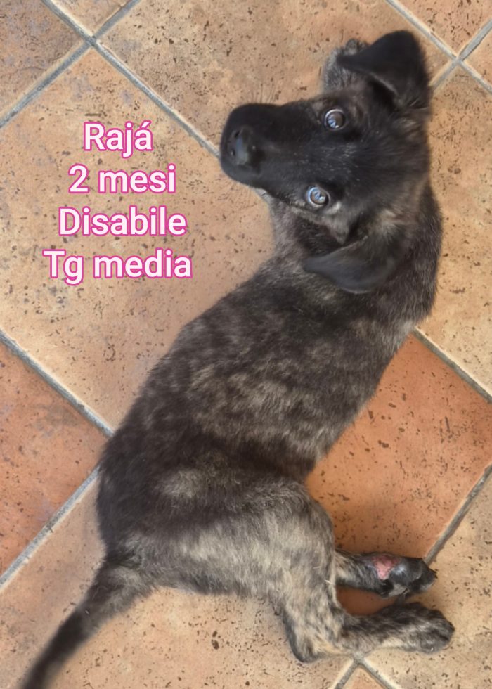 Cuccioli di 2 e 3 mesi - media 9