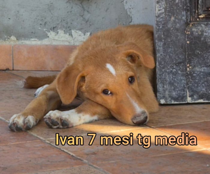 Cuccioli di 2 e 3 mesi - media 10