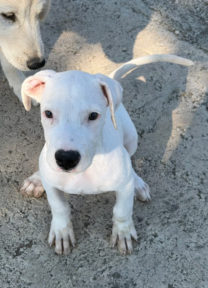 2 mesi, simil dogo argentino