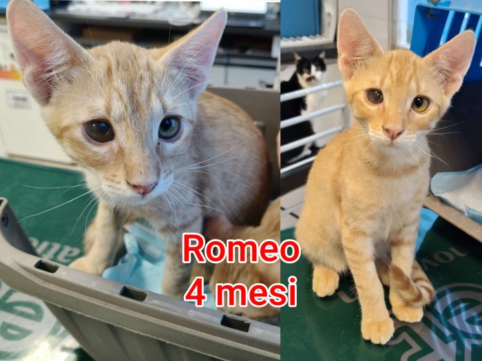 Troppi gatti senza casa