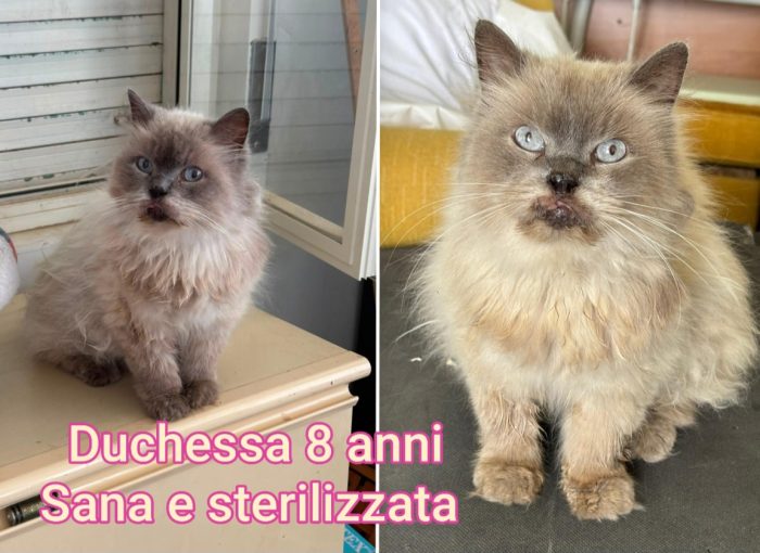 Troppi gatti senza casa
