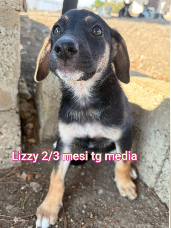Cercasi adozioni x questi cuccioli - media 5