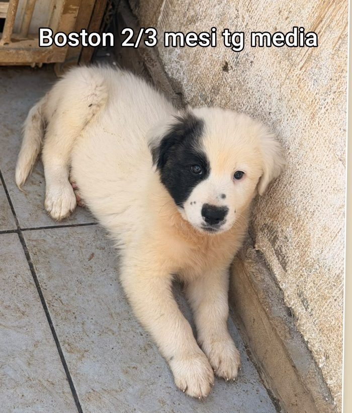 Cercasi adozioni x questi cuccioli - media 4
