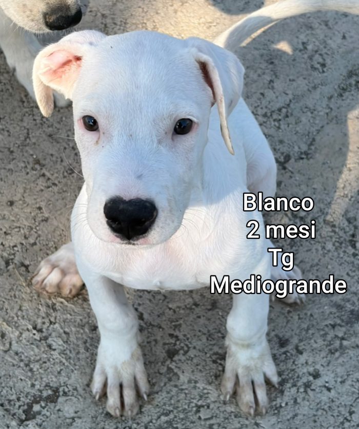Cercasi adozioni x questi cuccioli - media 8