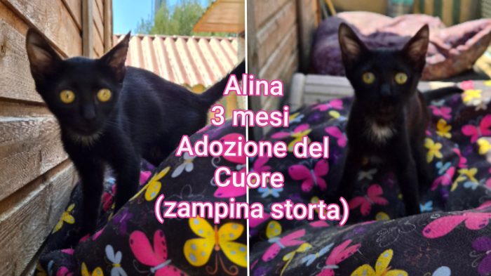 Bellissimi gattini dai 3 mesi - media 9