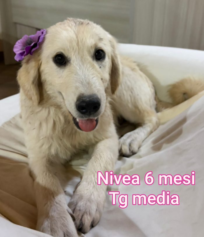Aiutate questi cucciolotti - media 4