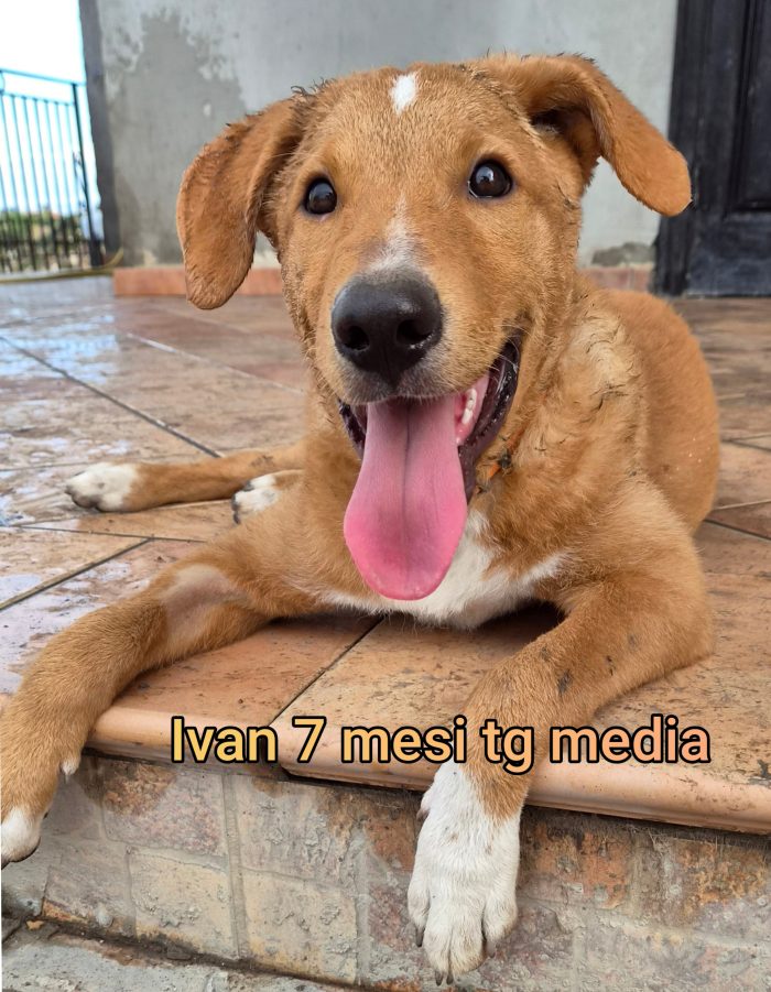 Aiutate questi cucciolotti - media 8