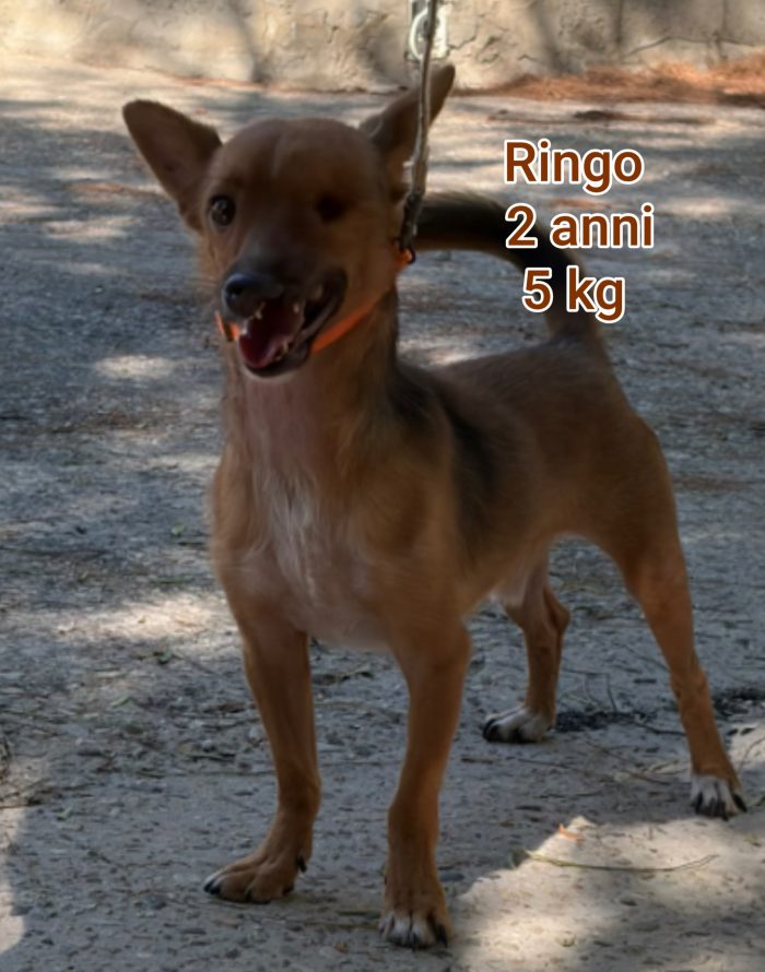 Disponibili tanti piccoli