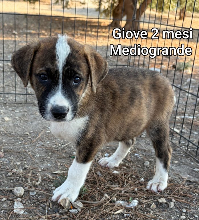 Invisibili cuccioli! 2 mesi