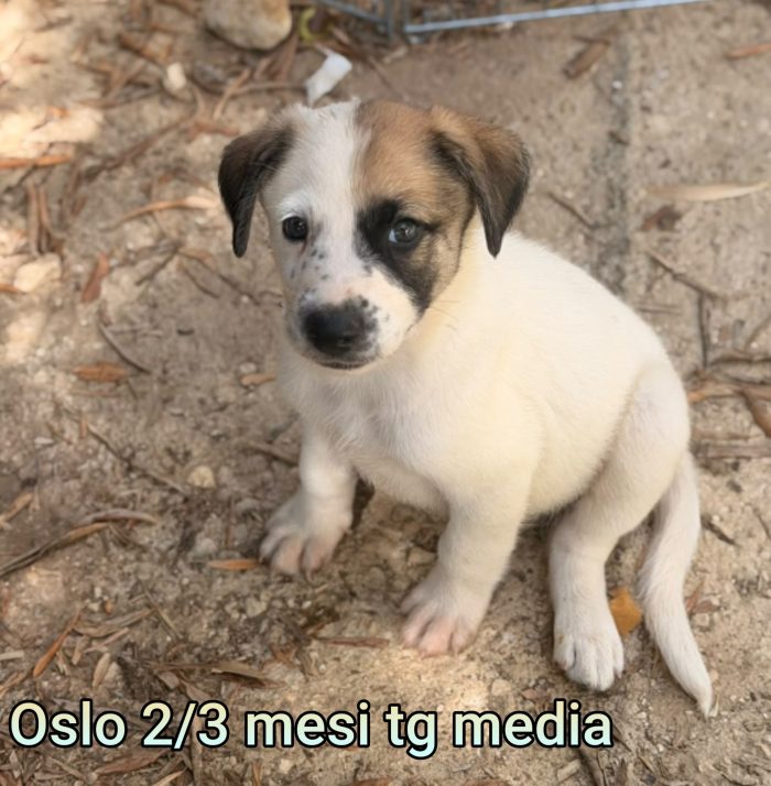 Invisibili cuccioli! 2 mesi - media 4