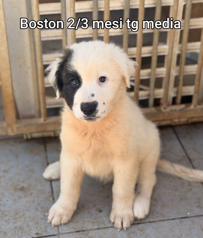 Invisibili cuccioli! 2 mesi - media 6