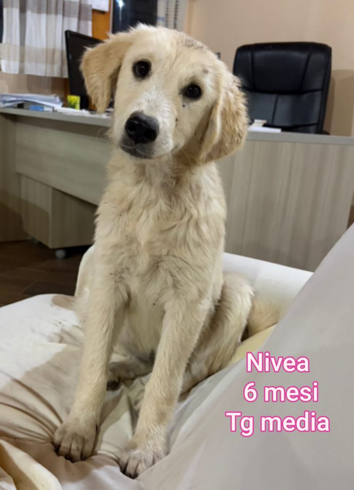 Invisibili cuccioli! 2 mesi - media 9