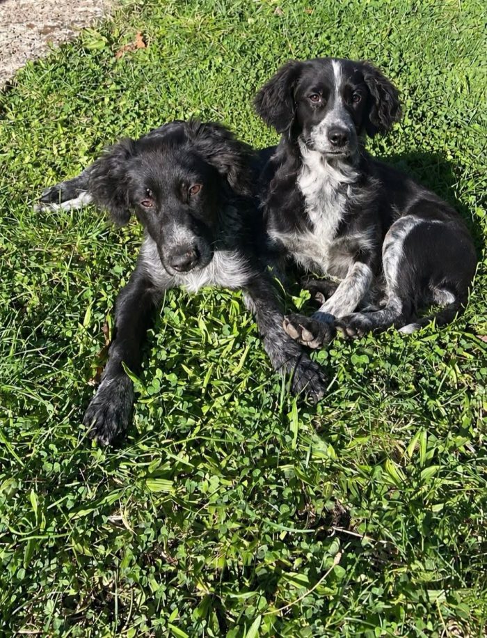 Dark e Milo