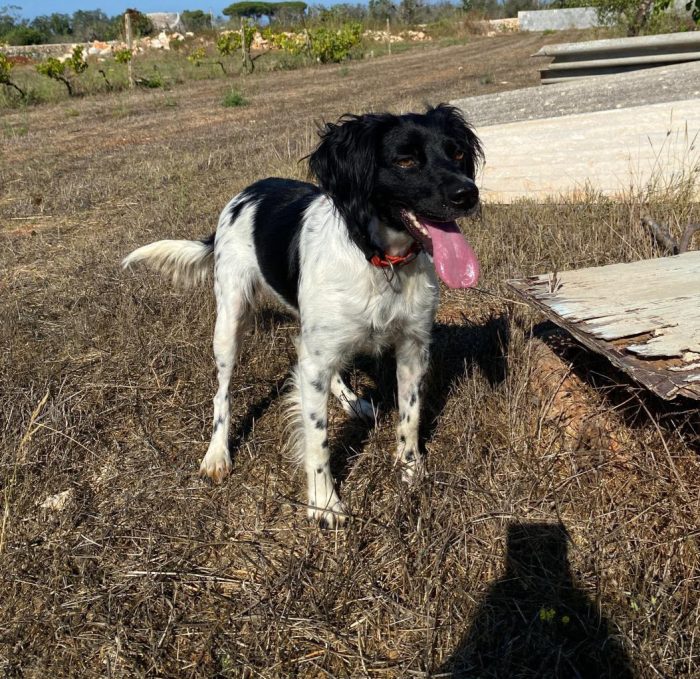 Bretoncina meravigliosa 3anni,ok gatti,vive un 1casolare LECCE