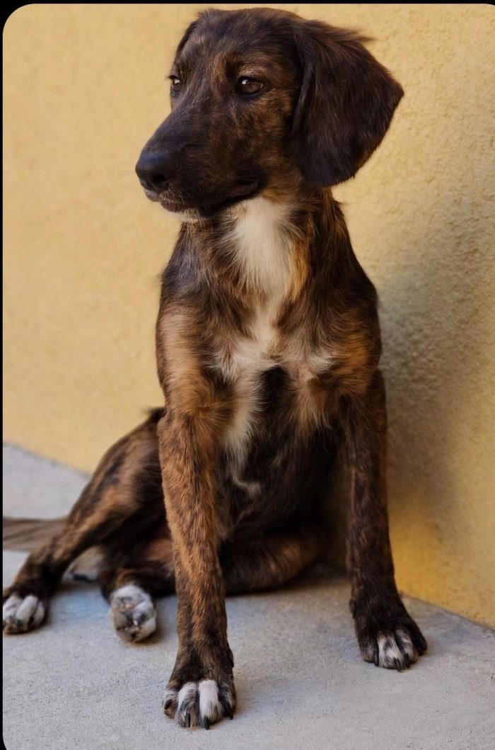 🆘 METÀ OTTOBRE FINISCE LO STALLO   RISCHIA IL CANILE 🆘