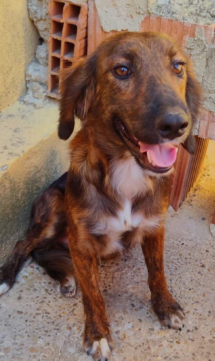 🆘 METÀ OTTOBRE FINISCE LO STALLO   RISCHIA IL CANILE 🆘 - media 6