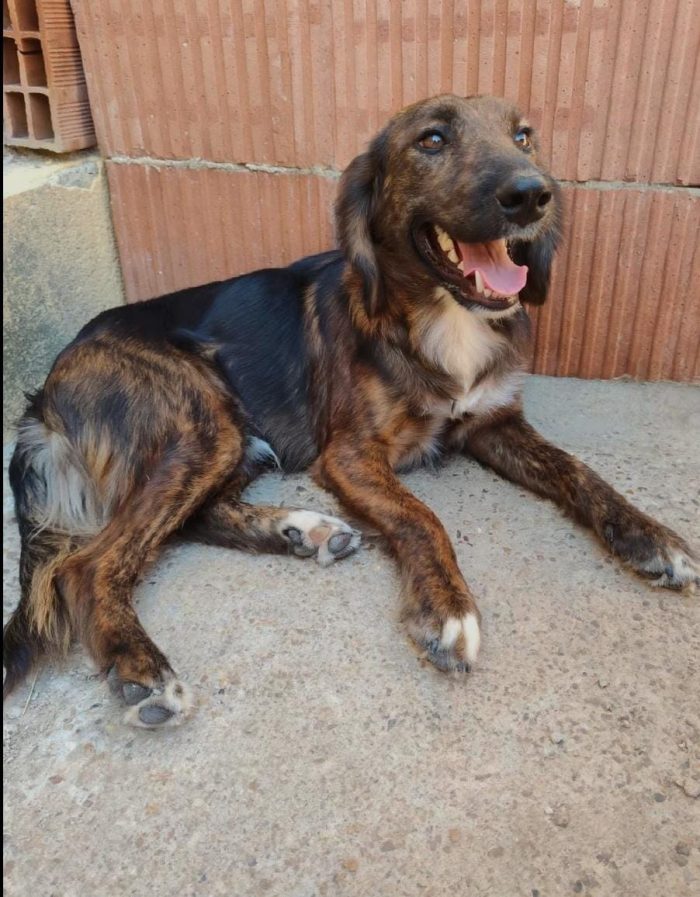 🆘 METÀ OTTOBRE FINISCE LO STALLO   RISCHIA IL CANILE 🆘 - media 5