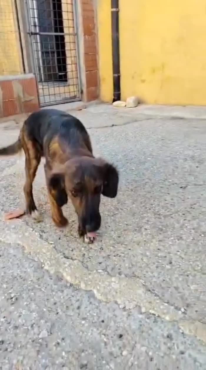 🆘 METÀ OTTOBRE FINISCE LO STALLO   RISCHIA IL CANILE 🆘