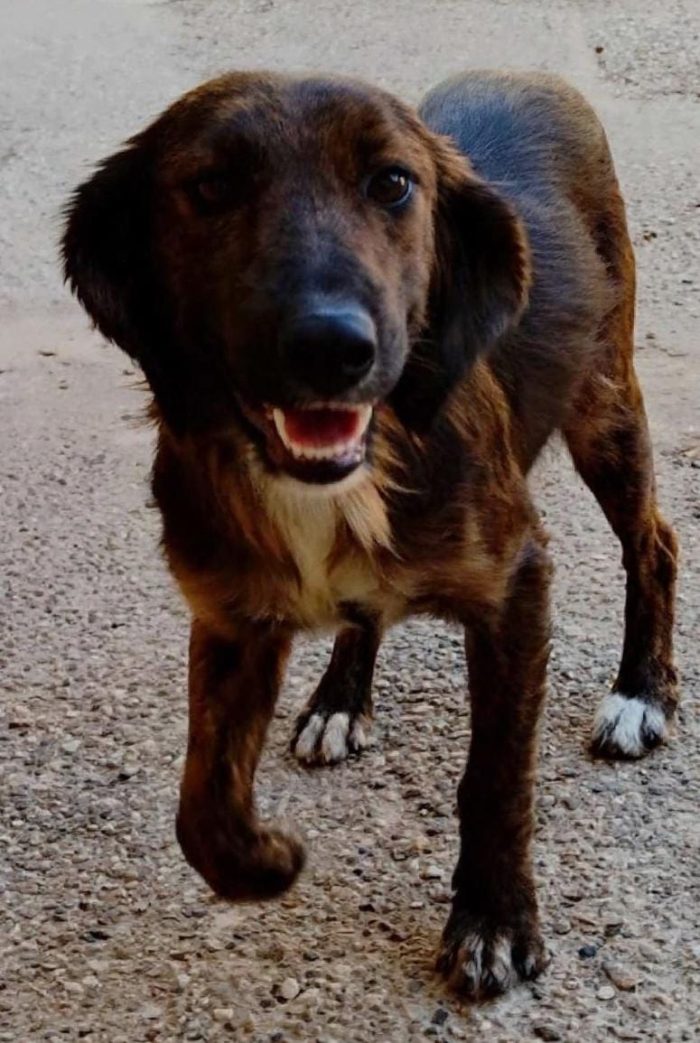 🆘 METÀ OTTOBRE FINISCE LO STALLO   RISCHIA IL CANILE 🆘 - media 5